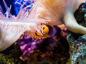 Clownfisch_Anemomenfisch_Nemo